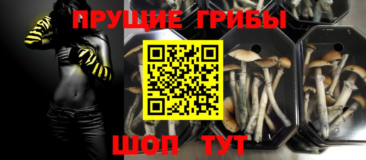 Галлюциногенные грибы Psilocybine cubensis  Псилоцибиновые грибы прущие грибы  Вход с VPN  Нальчик 